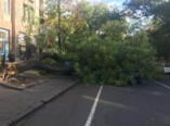 В центре Одессы рухнуло дерево на проезжую часть и перекрыло движение (фото)
