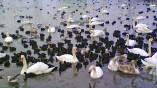 Лебеди, утки и чайки на зимовке у Ильичевской паромной переправы