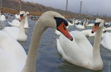 Сотрудники Одесского зоопарка выпустили на волю двух лебедей