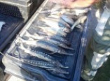 Браконьеры с уловом краснокнижной рыбы задержаны на Дунае (фото)
