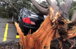 На Фонтане упавшее дерево повредило 7 автомобилей