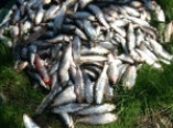 Браконьеры наловили рыбы на 150 тысяч гривен (фото, видео)