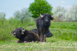 В Дунайский биосферный заповедник привезли водяных буйволов