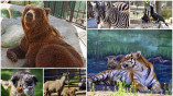 Одесский зоопарк в период карантина