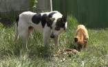 Одесские зооволонтеры дают шанс бездомным животным