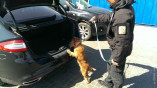В Одессе пограничный пес нашел патроны в иномарке