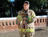 Собака и 4 котенка: одесские спасатели пришли на помощь животным