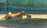 Одесский зоопарк: первая прогулка амурского тигрёнка