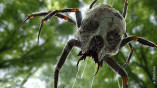 Осторожно: ядовитые пауки!