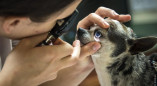 Хвороби очей у собак: симптоматика