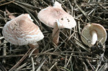 На Одещині внаслідок отруєння грибами помер чоловік