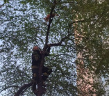 Рятувальники прийшли на допомогу одеситці, яка застрягла на дереві