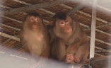 День обезьян в Одесском зоопарке