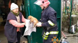 В Одесской области спасатели вытащили щенка из ловушки