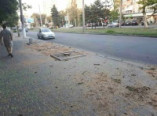 Одесситы бьют тревогу: в городе опять спилили деревья