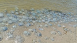 Побережье Затоки атаковали медузы