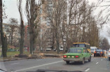 В Одессе штормит: поваленные деревья и обрывы электросетей