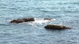 море в Одессе летом