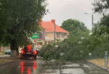 В Одессе упавшее дерево перегородило проезжую часть