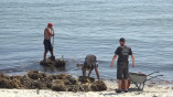 В Одесі продовжують очищати пляжі від сміття