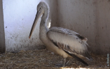 Пеликан, которого спасли на Тилигульском лимане, идет на поправку