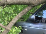На Таирова дерево рухнуло на два автомобиля (фото)