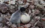 Возле станции «Академик Вернадский» появились первые птенцы пингвинов