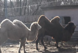 В Одесском зоопарке ко Дню влюбленных выбирают лучшую семейную пару
