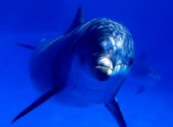 Гибель дельфинов в Черном море – комментарий ученого (эксклюзив)