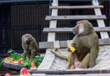 В Одеському зоопарку з'явились парочки молодих бабуїнів