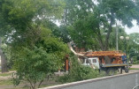 Порывистым ветром в Одессе были повалены 4 дерева и 6 больших веток
