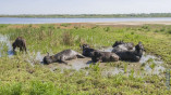 Водяные буйволы стали новосёлами на дунайском острове Ермаков