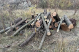 Поліцейські викрили жителя Білгород-Дністровського району у незаконній порубці дерев