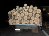 В Подольском районе задержан грузовик с незаконно добытой древесиной (фото)