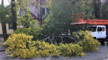 В Одессе ураганный ветер стал причиной деревопада