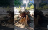 На улице Говорова между Черняховского и Пионерской упало дерево