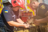 В Одесской области пожарные спасли косулю, которую нашли обессиленной в траве
