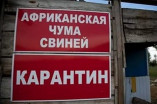 В Одесской области зафиксированы вспышки африканской чумы свиней