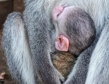 В Одесском зоопарке в семье зеленых обезьян родился малыш