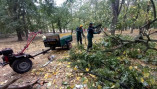В Одесі сильний вітер повалив 19 дерев і великих гілок