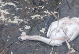 В низовьях реки Днестр фиксируют гибель лебедей