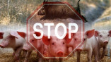 В Одесской области обнаружен очаг африканской чумы свиней