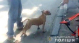 Под Одессой мужчина украл породистого щенка и продал за 500 гривен