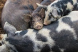 В Одесской области африканской чумой заболели свиньи