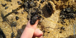 Загрязнение одесского побережья нефтепродуктами: комментарий специалистов