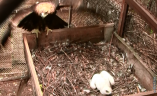 Уникальный случай в Одесском зоопарке: в неволе родился орел-могильник