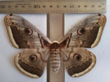 На Одещині мешкає найбільший метелик у фауні Європи