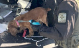 В Одессе пограничный пес унюхал  патроны