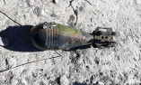 Опасный улов: в Одесской области рыбак нашел минометную мину