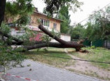 В Одессе упавшее дерево перегородило проспект (фото)